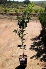 Muda de Laranja Imperial Altura de 0,40 cm a 0,80 cm