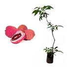 Muda de Lichia Kwai Pink 50 a 80cm AMK - Plantas Online