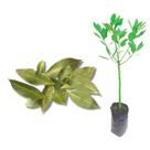 Muda de Louro - Laurus Nobilis Enxerto Alporquia