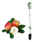 Muda De Maçã Anna - Para Climas Quentes - Malus Domestica