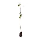 Muda de Maça Julieta Altura de 50 a 80cm