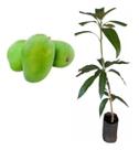 Muda De Manga Bourbon Verde - Enxertada- Mangifera Indica