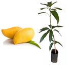Muda de Manga Espada 50 a 80cm AMK - Plantas Online Muda de Manga Espada 50 a 80cm AMK - Plantas Online