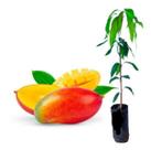 Muda De Manga Espada Vermelha Enxertada - Mangifera Indica