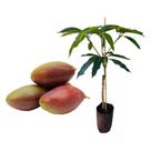 Muda de Manga Palmer 50 a 80cm AMK - Plantas Online