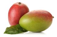 Muda De Manga Palmer Enxertada - Mangifera Indica Muda De Manga Palmer Enxertada - Mangifera Indica