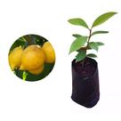 Muda de Mangostão Amarelo 20 a 40cm AMK - Plantas Online Muda de Mangostão Amarelo 20 a 40cm AMK - Plantas Online