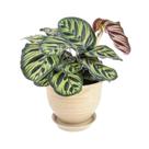 Muda de Maranta Makoyama Pote 12 Planta Natural 45cm