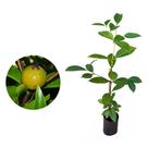 Muda de Marmelo do Cerrado 20 a 40cm AMK - Plantas Online