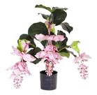 Muda De Medinila Magnífica - Uva Rosa - Medinilla Magnifica Muda De Medinila Magnífica - Uva Rosa - Medinilla Magnifica