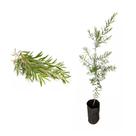 Muda de Melaleuca 20 a 40cm AMK - Plantas Online