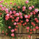 Muda de Mini Rosa Pink Trepadeira enxertadas