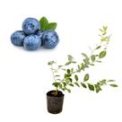 Muda de Mirtilo Bilox 50 a 80cm AMK - Plantas Online Muda de Mirtilo Bilox 50 a 80cm AMK - Plantas Online