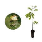 Muda de Monjoleiro 20 a 40cm AMK - Plantas Online