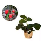Muda de Morango Silvestre 20cm