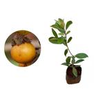 Muda de Murici 20 a 40cm AMK - Plantas Online
