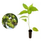 Muda de Mutambo 20 a 40cm AMK - Plantas Online