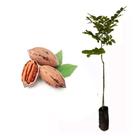 Muda de Noz Pecã 20 a 40cm AMK - Plantas Online