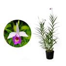 Muda de Orquídea Bambu 50 a 80cm AMK - Plantas Online