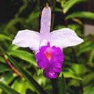 Muda de Orquídea de Bambu - Arundina Bambusifolia