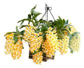 Muda De Orquidea Dendrobium Pendente Thyrsiflorum Adulta