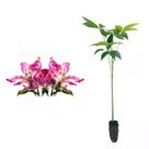 Muda de Paineira Rosa 20 a 40cm AMK - Plantas Online
