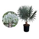 Muda de Palmeira Bismarckia 50 a 80cm AMK - Plantas Online
