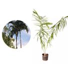 Muda de Palmeira Locuba 50 a 80cm AMK - Plantas Online