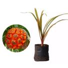 Muda de Pandanus 50 a 80cm AMK - Plantas Online