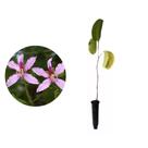 Muda de Pata De Vaca Roxa 20 a 40cm AMK - Plantas Online Muda de Pata De Vaca Roxa 20 a 40cm AMK - Plantas Online