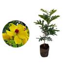 Muda de Pau Brasil 20 a 40cm AMK - Plantas Online