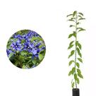 Muda de Pau D'alho (planta Com Propriedades Medicinais) Altura de 0,40 cm a 0,80 cm