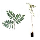 Muda de Pau Ferro 20 a 40cm AMK - Plantas Online
