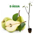 Muda de Pêra D'Água ou Pêra Européia Enxertada Preste a Produzir