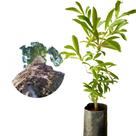Muda de Peroba Rosa 20 a 40cm AMK - Plantas Online Muda de Peroba Rosa 20 a 40cm AMK - Plantas Online