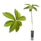Muda de Peroba Vermelha 20 a 40cm AMK - Plantas Online Muda de Peroba Vermelha 20 a 40cm AMK - Plantas Online