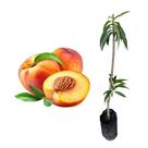 Muda de Pêssego Dourado 50 a 80cm AMK - Plantas Online Muda de Pêssego Dourado 50 a 80cm AMK - Plantas Online