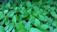 Muda de Pimenta Habanero Laranja Muda de Pimenta Habanero Laranja