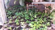 Muda de Pimenta Trinidad Scorpion Morurga 1.6 (SHU)