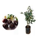 Muda de Pitanga Negra 50 a 80cm AMK - Plantas Online