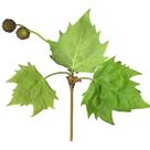 Muda de Platano 50 a 80cm AMK - Plantas Online