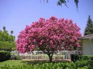 Muda de Quaresmeira Rosa (Tibouchina)
