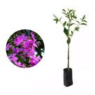 Muda de Quaresmeira Roxa 50 a 80cm AMK - Plantas Online Muda de Quaresmeira Roxa 50 a 80cm AMK - Plantas Online