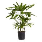 Muda De Ráfia Planta Raphis Interna Palmeira Decorativa Natural