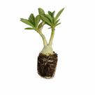 Muda de Rosa do Deserto 5 Unidades para jardim vaso
