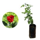 Muda de Rosa Vermelha 20 a 40cm AMK - Plantas Online