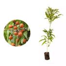 Muda de Saboneteiro 20 a 40cm AMK - Plantas Online Muda de Saboneteiro 20 a 40cm AMK - Plantas Online