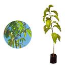 Muda de Saguaraji 20 a 40cm AMK - Plantas Online