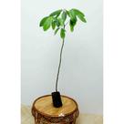 Muda de Saguaraji Altura de 0,40 cm a 0,80 cm