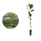 Muda de Sete Copas 20 a 40cm AMK - Plantas Online Muda de Sete Copas 20 a 40cm AMK - Plantas Online